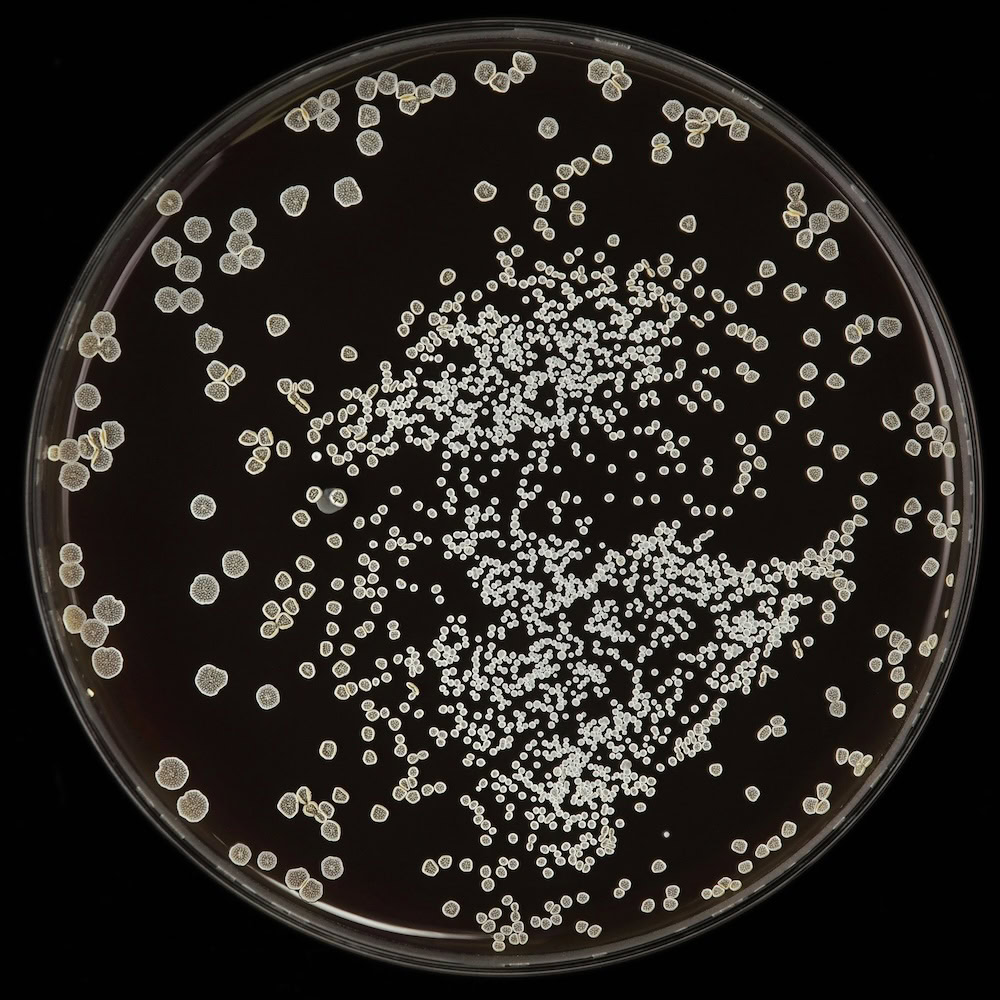 Candida albicans